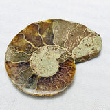 Echter Fossiler Brauner Ammonit 41.39ct 40x31mm - halbpoliert - Selten - Millionen Jahre alt