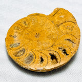 Echter Hellbrauner Fossiler Ammonit 30.18ct 28x25mm - halbpoliert - Sammlerstück
